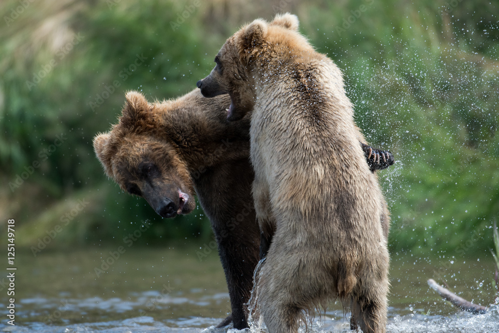 Fototapeta premium Two Alaskan brown bears fighting