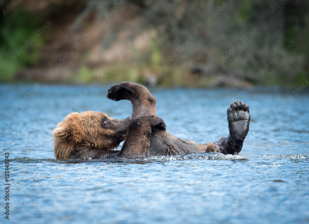 Naklejka premium Alaskan brown bear playing