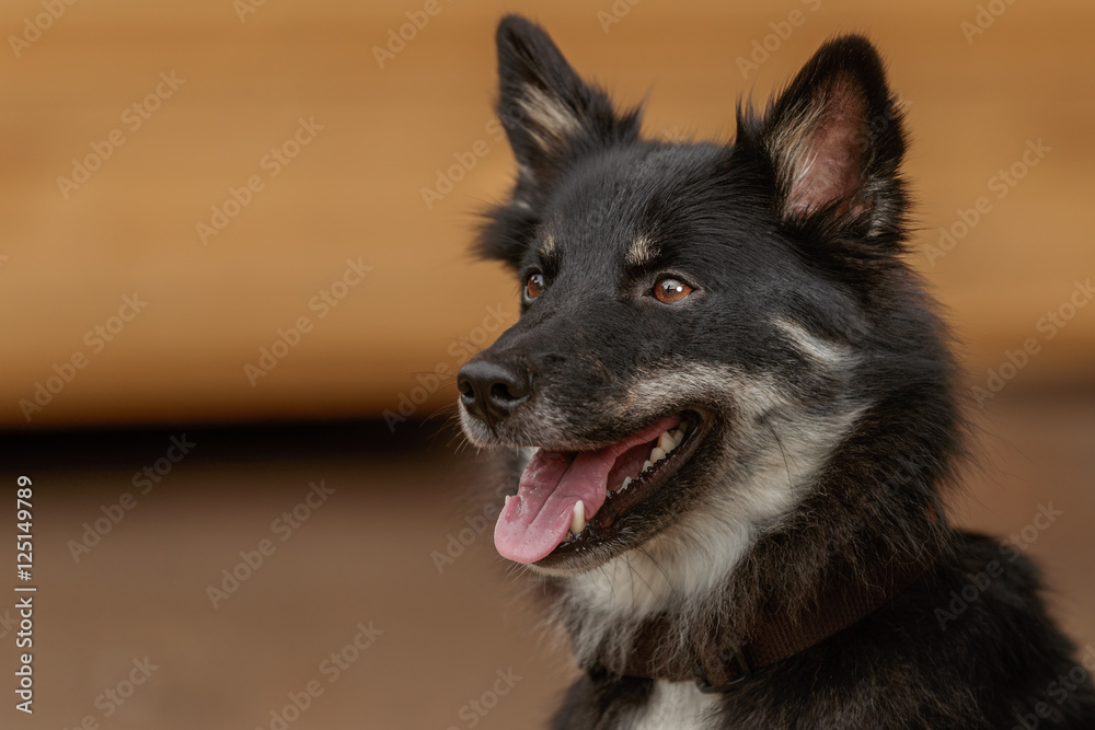 Islandhund - Portrait seitlich