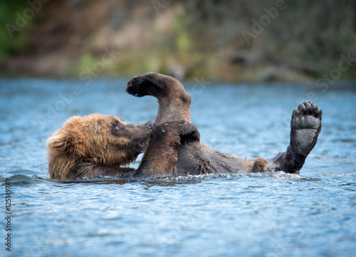 Alaskan brown bear playing © Tony Campbell