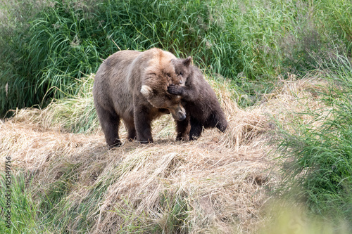 Alaskan brown bear cub and sow
