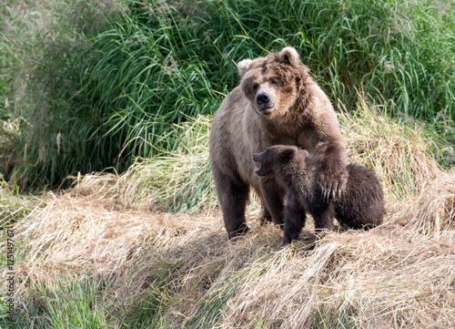 Alaskan brown bear cub and sow