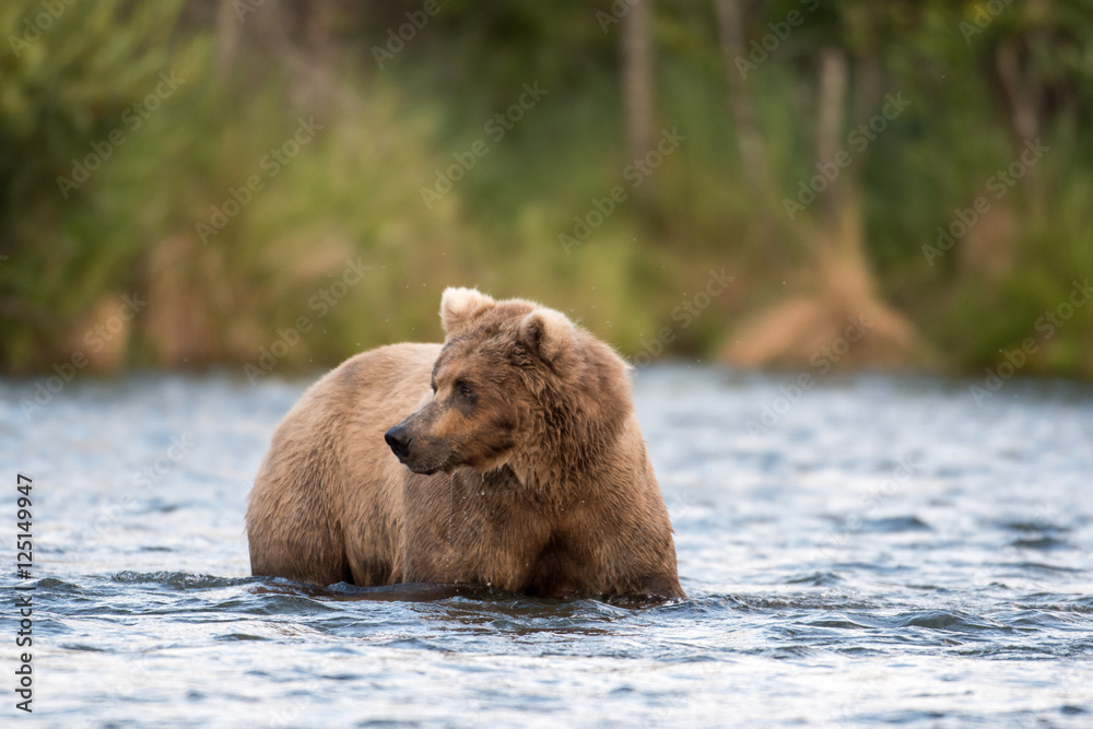 Obraz premium Alaskan brown bear sow