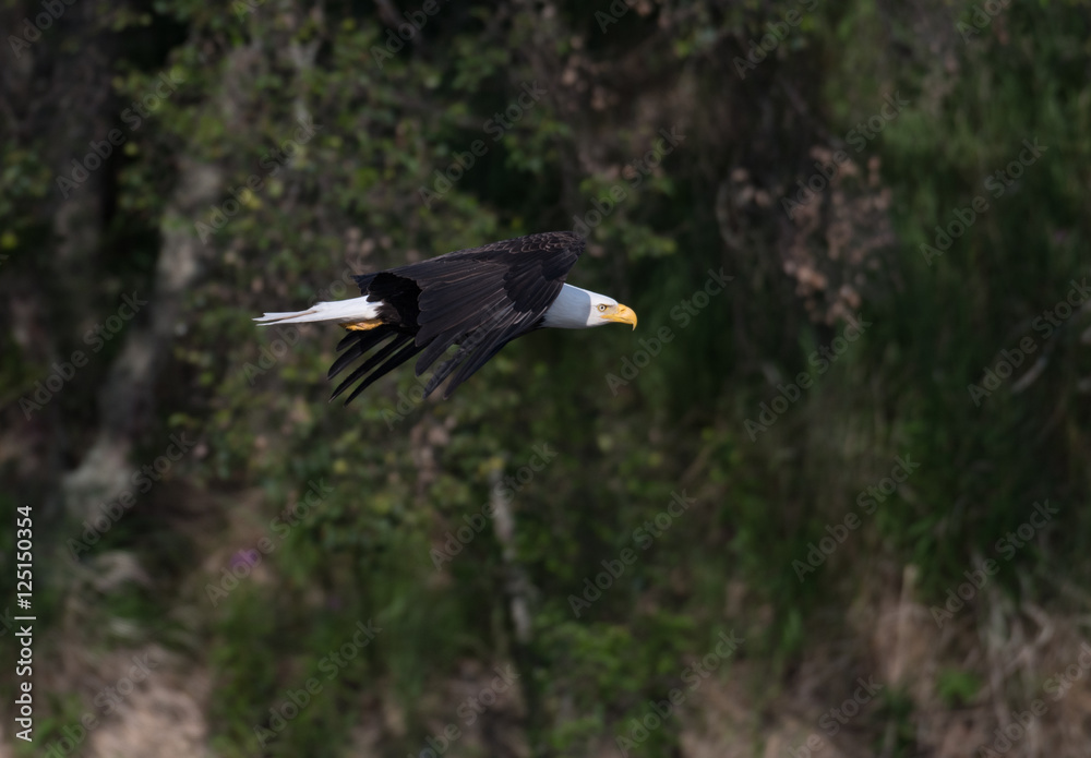 Eagle in flight Eagle in flight