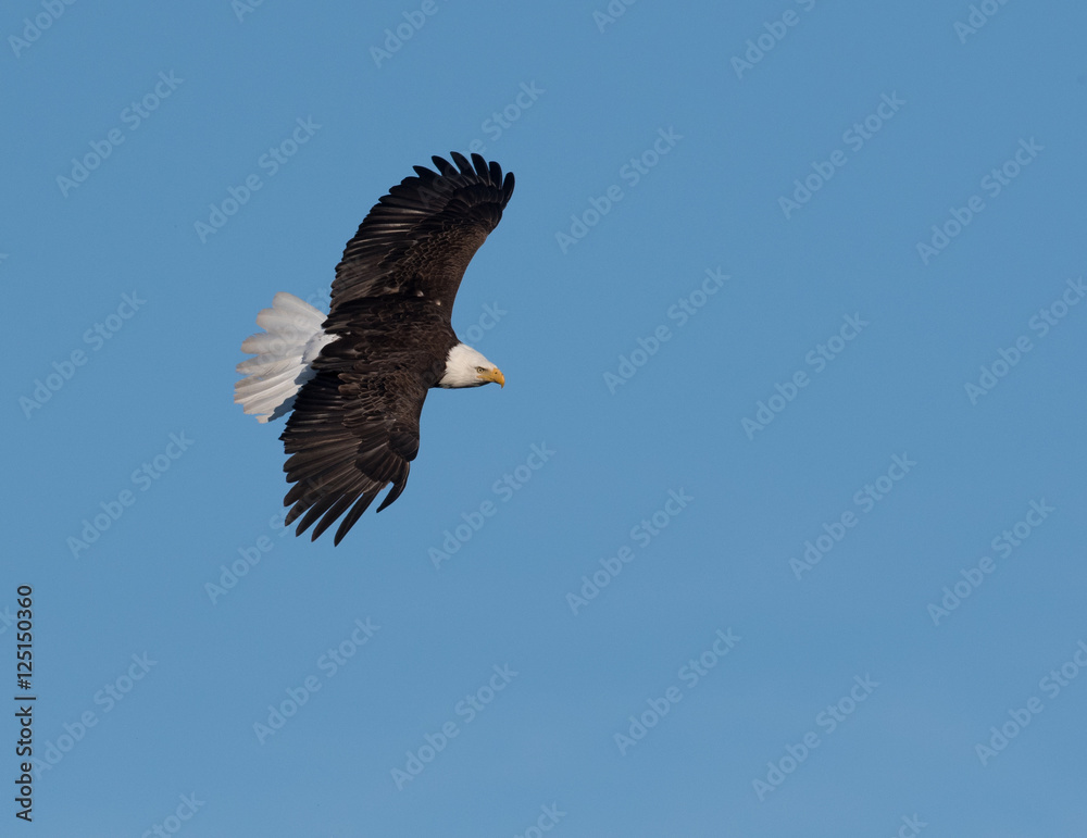 Bald eagle in flight Bald eagle in flight