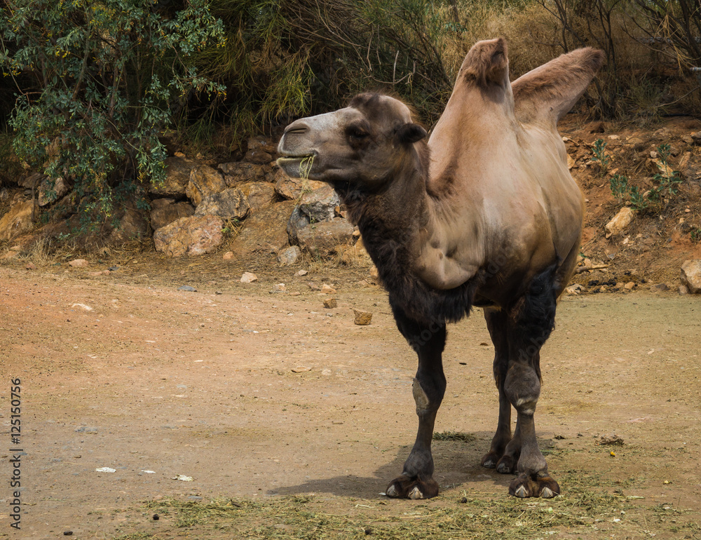 Portrait of a large red two-humped camel Stock Photo | Adobe Stock Portrait of a large red two-humped camel Stock Photo | Adobe Stock