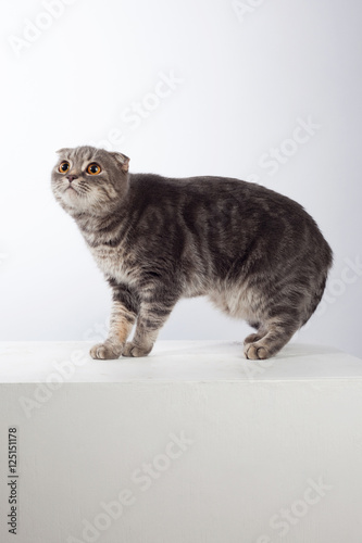 A british fold gray cat on a white background