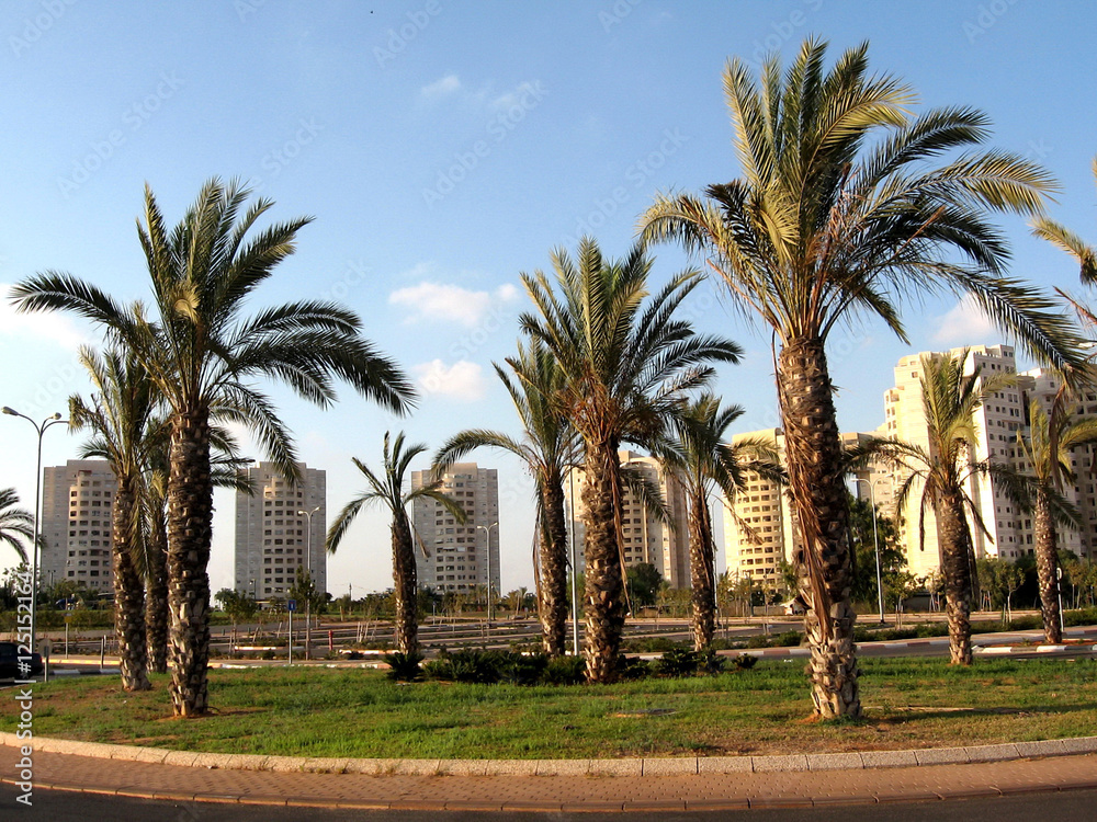 Or Yehuda Neve Rabin palms 2009