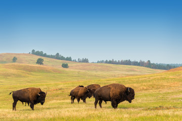 Fototapete Bison Büffelherde in weiter Steppenlandschaft  © jkraft5