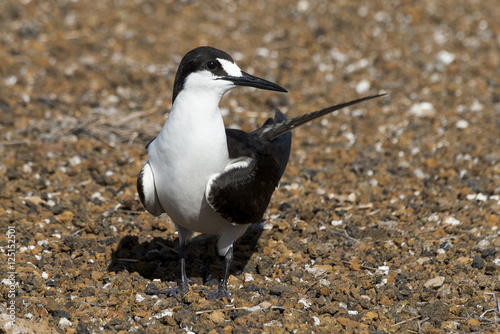 Sterne fuligineuse, Onychoprion fuscatus, Ile Ascension, Atlantique Sud photo