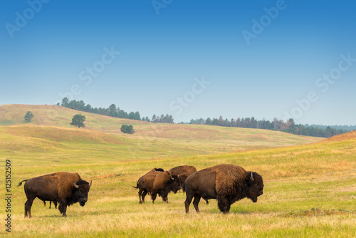 Print op canvas Herd of Buffalo