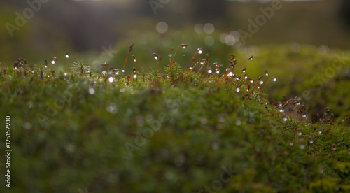 moss, dew, forest, lichen