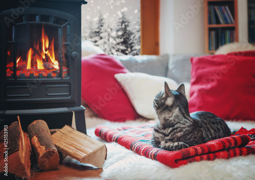 cat relaxing beside fireplace watching snowflakes outside the wi