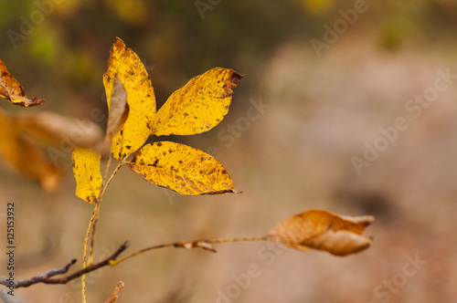 leaves in autumn on branch