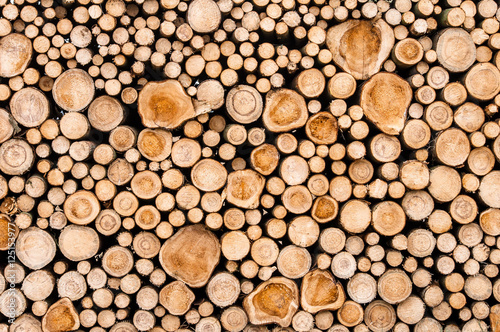 Logs of trees