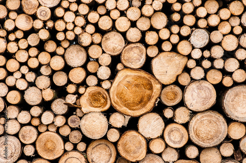 Logs of trees