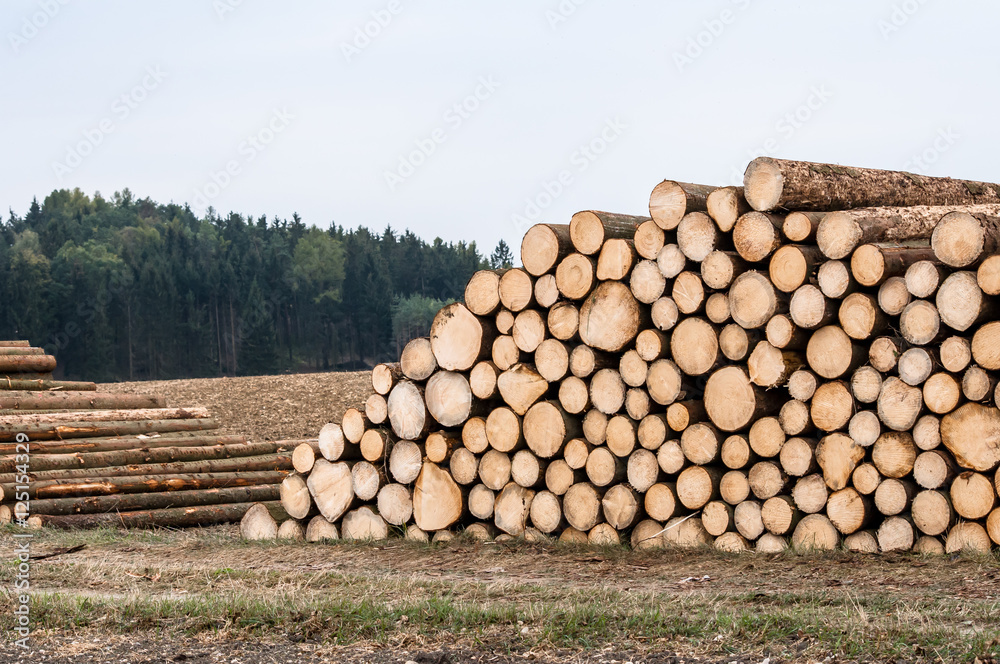 Logs of trees