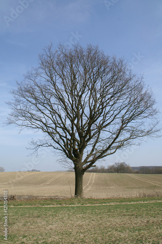 Baum im Winterschlaf photo