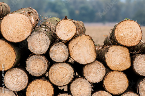 Logs of trees