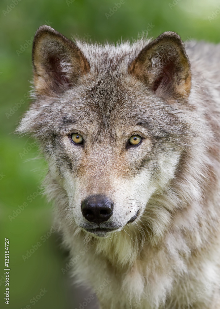 Timber wolf or Grey Wolf (Canis lupus) up close looking at the camera in Canada