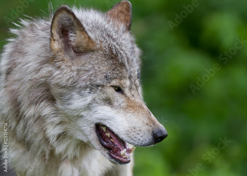 Timber wolf or Grey Wolf  Canis lupus  up close in Canada