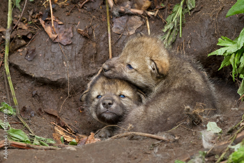 Timber wolf pups playing by the den in Canada