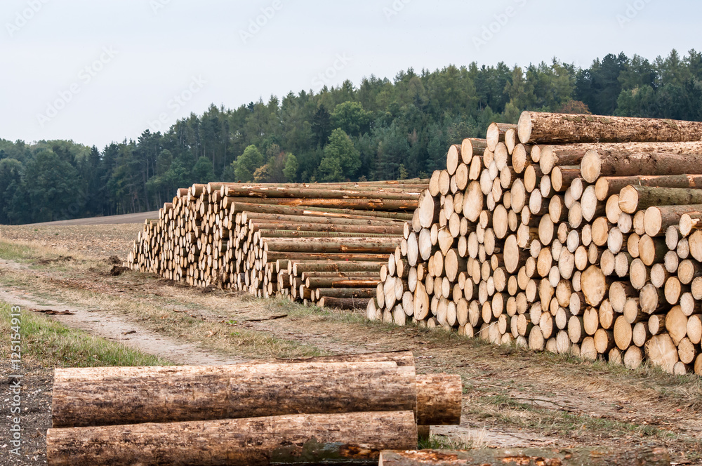 Logs of trees