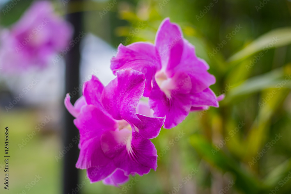 Purple orchid blooming in the garden. Purple orchid blooming in the garden.