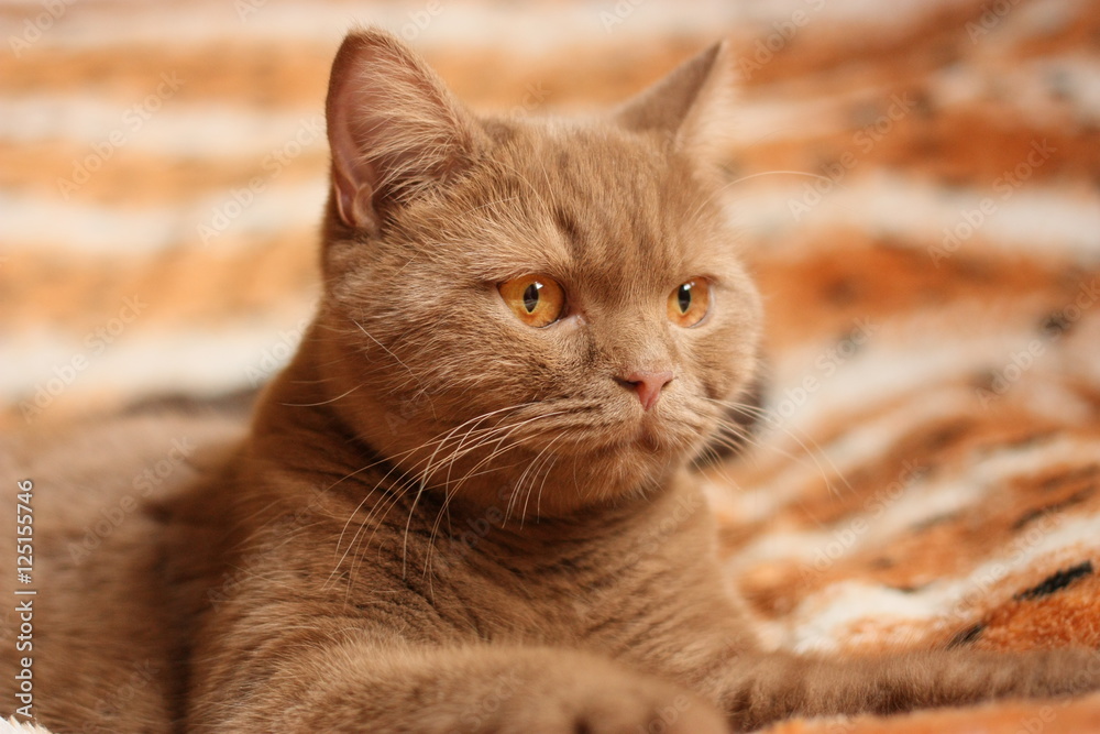 cinnamon/ milk chocolate british shorthair cats, orange age
