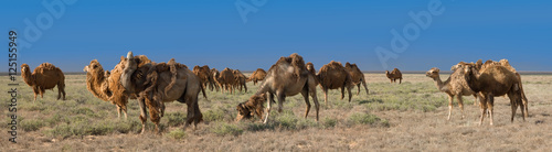 Herd of Bactrian camels  Camelus bactrianus 