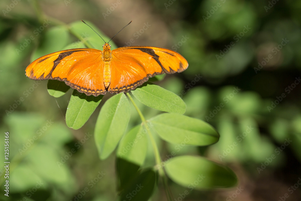 Shiny Orange Butterfly Resting on Leaves Shiny Orange Butterfly Resting on Leaves