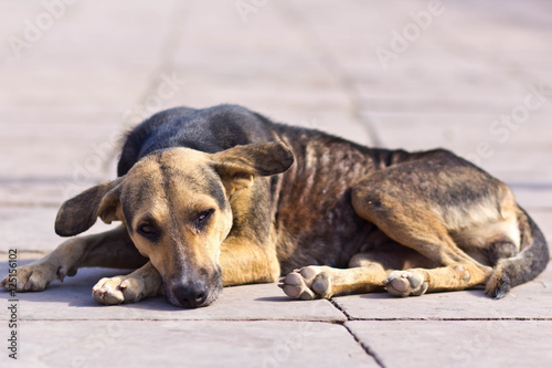 Emaciated Street Dog