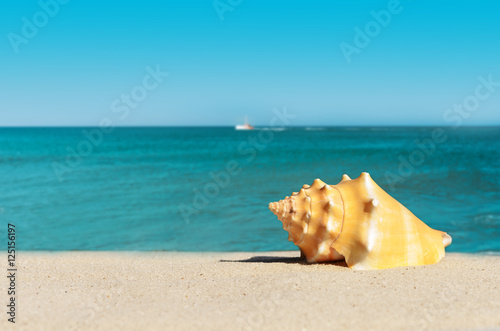 Strand mit Muschel