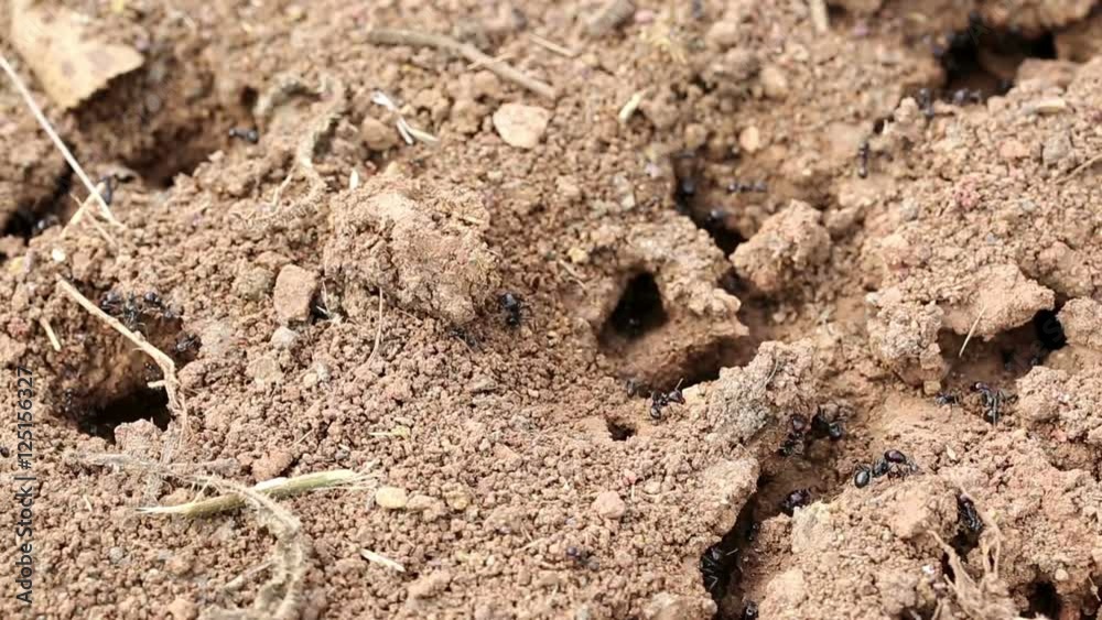 a colony of ants with several caves