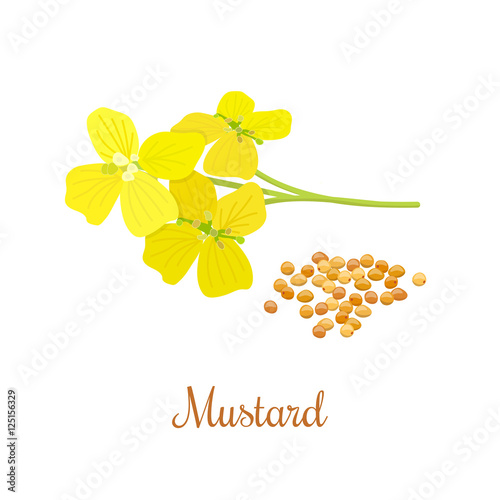 Mustard flower and seeds