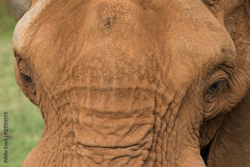 Face and eyes of an African elephant