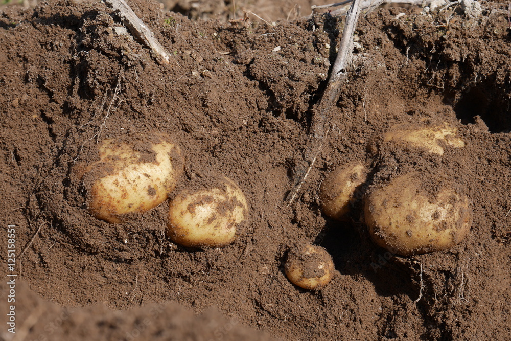 Digging organic potatoes from a home garden