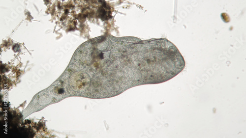 Microorganism Stentor or trumpet animalcules is filter-feeding, heterotrophic protozoan ciliate photo