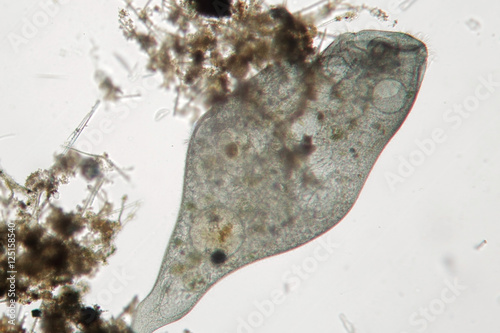 Stentor or trumpet animalcules is filter-feeding, heterotrophic protozoan ciliate. Microorganism in freshwater photo