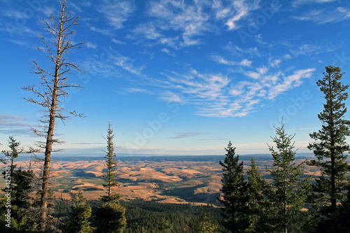 Looking Through Evergreen Trees into the Wallowa Valley, Oregon,