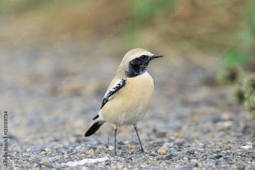 Desert Wheatear (Oenanthe deserti) male in Japan Desert Wheatear (Oenanthe deserti) male in Japan