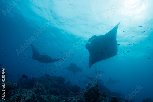 Silhouette of manta ray