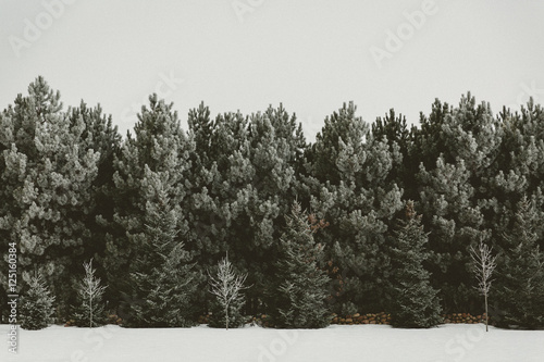 Tree line in the snow