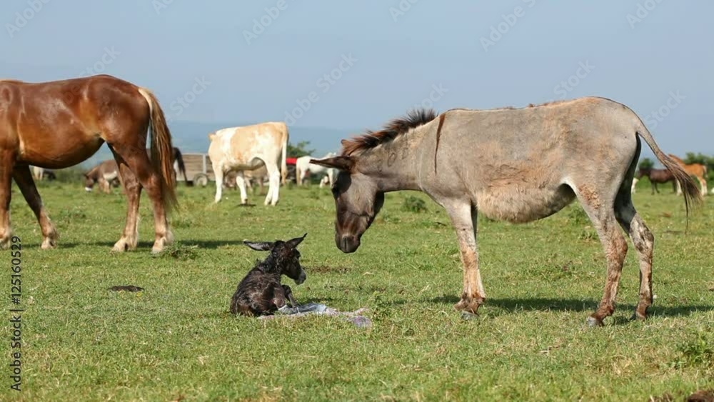 Little donkey comes into the world between many cows, outdoors farm Little donkey comes into the world between many cows, outdoors farm