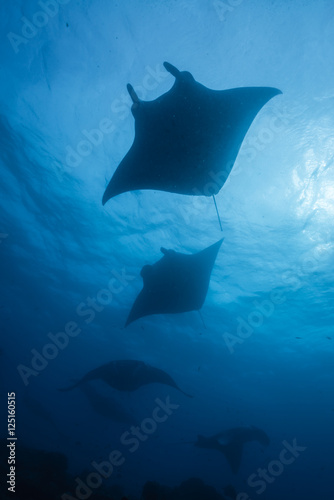 Silhouette of manta ray
