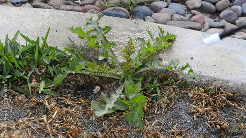 A gardener sprays weed killer on a healthy dandelion to kill it.