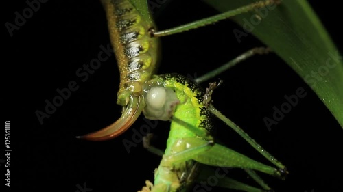 Cricket Insect Mating 2 of 3 photo