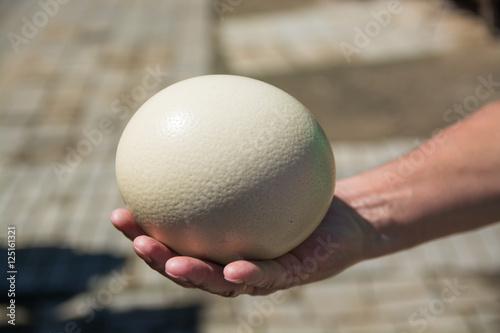 Man's hand  holding up ostrich egg. Ellowish egg with porous surface.