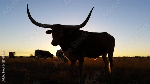4K Cattle cow farming Texas Longhorn sunset / sunrise landscape