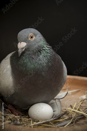 pigeion bird hatching egg in home loft
